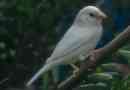 V avstraliji je bilo mogoče fotografirati white sparrow